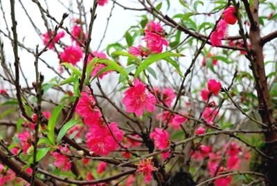 La Fête des fleurs et le marché du Têt à Hanoi